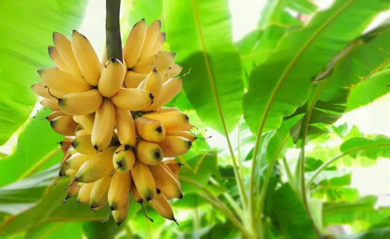 Organic vs. GMO Bananas: Which Is the Healthier Choice?