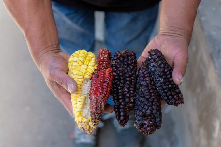 What Are All the Different Types of Corn?