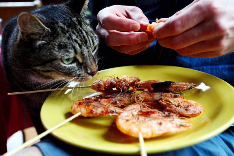 What Are Rock Shrimp?