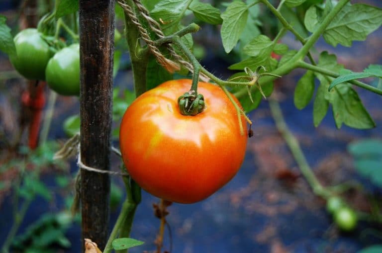 Are Coffee Grounds Good for Tomato Plants?
