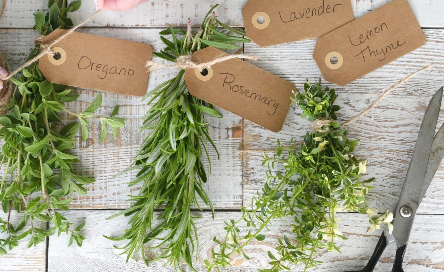 Thyme Vs. Oregano: What's The Difference?