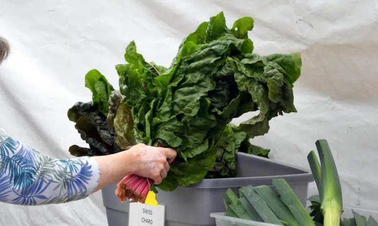 Best Substitutes For Swiss Chard