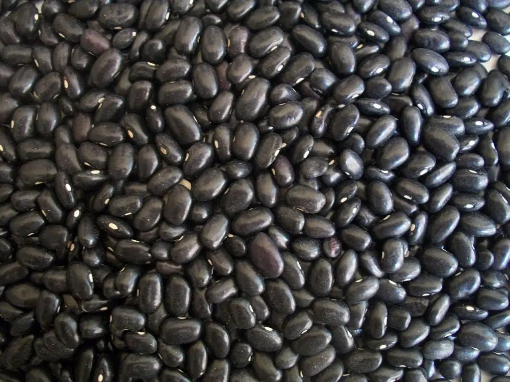 Are Black Beans Low FODMAP?