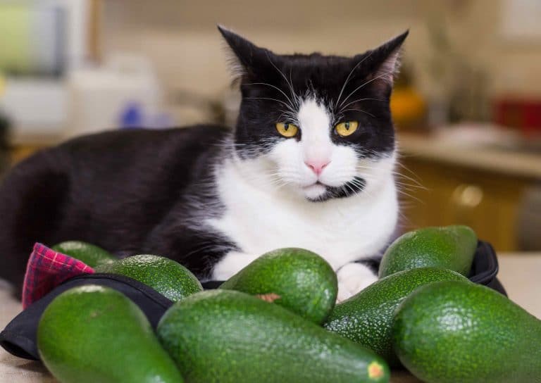 Can Cats Or Dogs Eat Avocado?