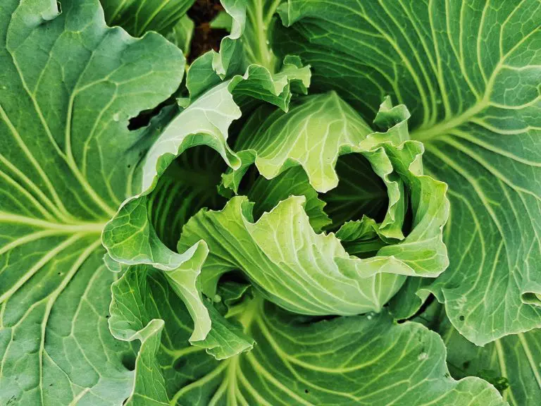 How Long Does Cabbage Last?