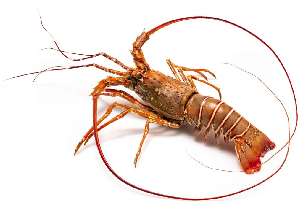 spiny lobsters