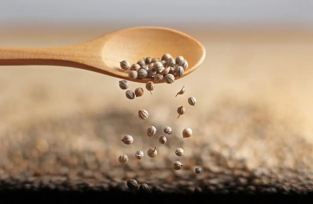 Coriander 