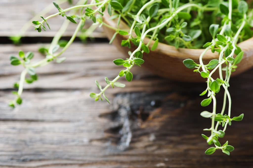 Fresh green thyme on the wooden table, selective focus