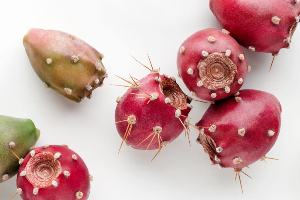 prickly pear