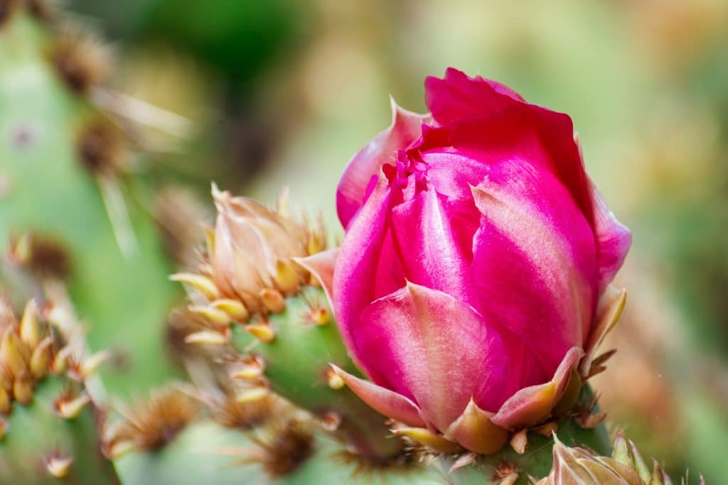 Prickly Pear