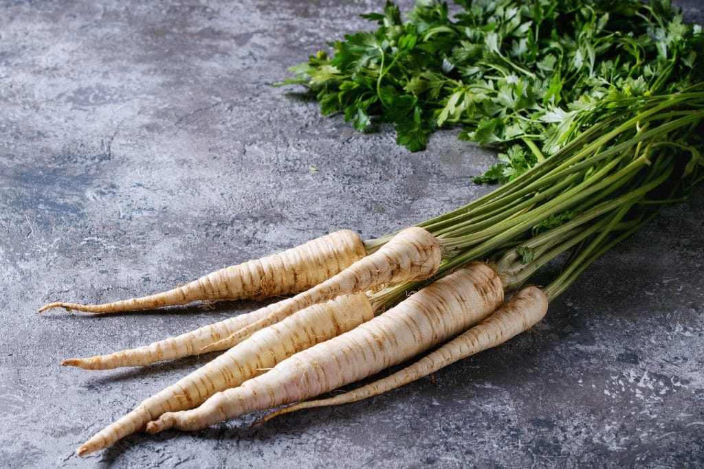 Bundle of fresh organic parsnip with haulm over gray texture background.