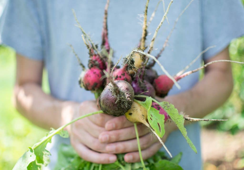 Farmer hands with a fresh organic bunch of multi-colored radish, young raw vegetables from a garden bed
