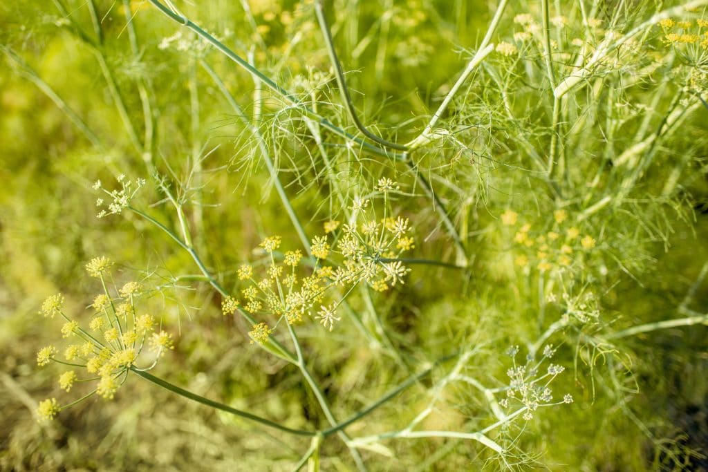 Fennel herb growing on organic bed, background image