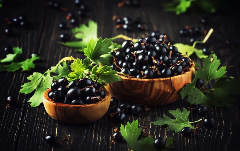 Shining fresh black currants in wooden bowls, summer harvesting, black kitchen table background, place for text, selective focus