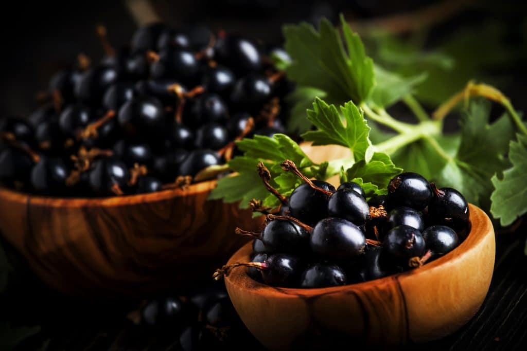 Fresh black currants in wooden bowls, on black kitchen table background, copy space, selective focus