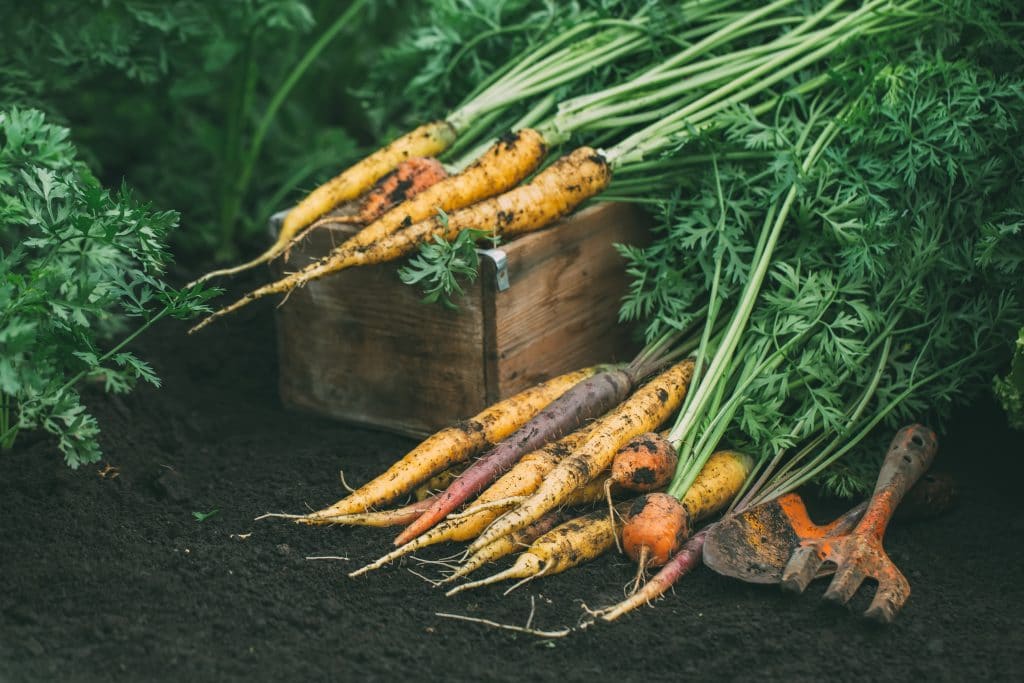 Freshly picked organic carrots of different varieties in the garden.