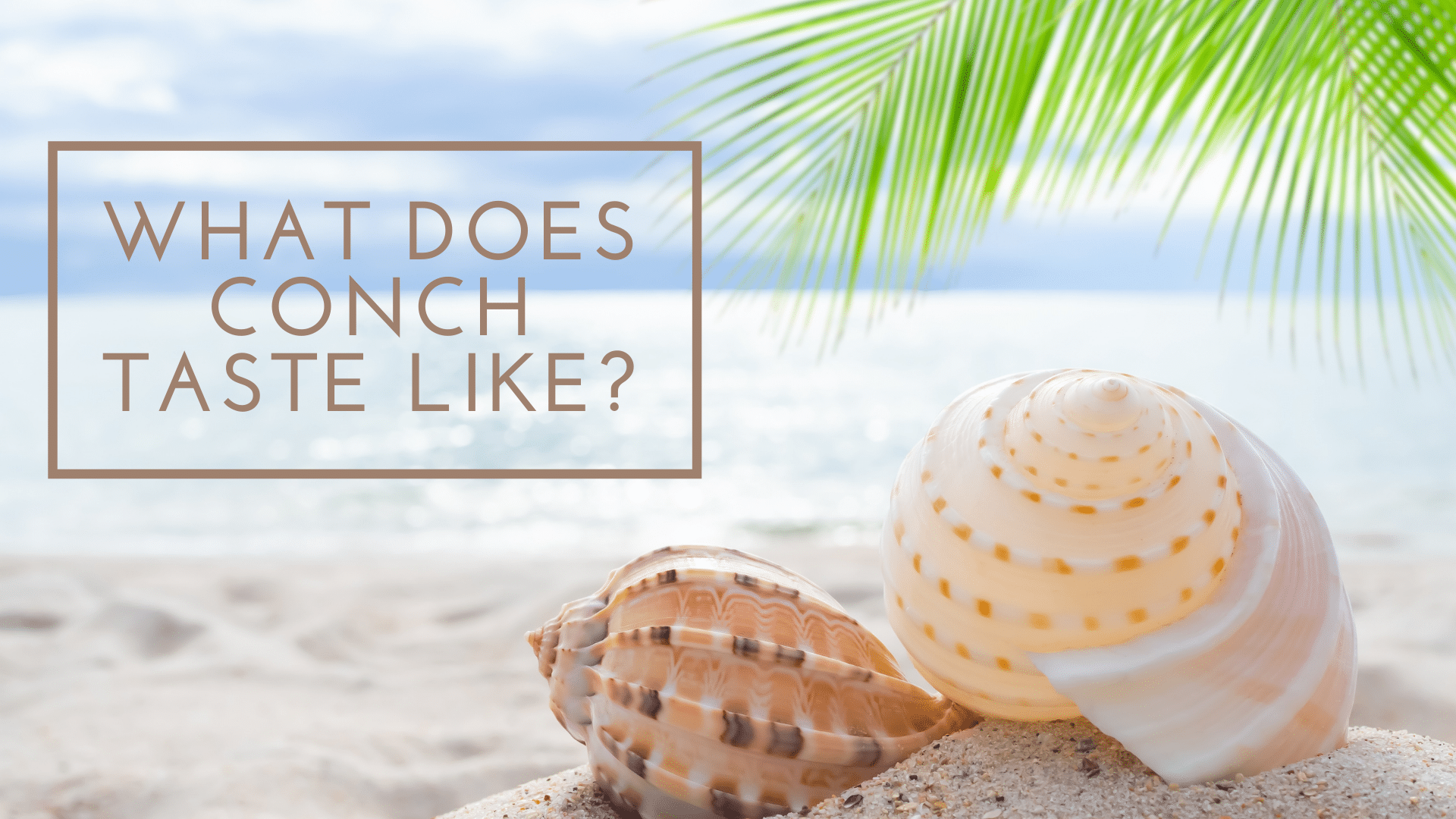 What Does Conch Taste Like? - Cook Gem