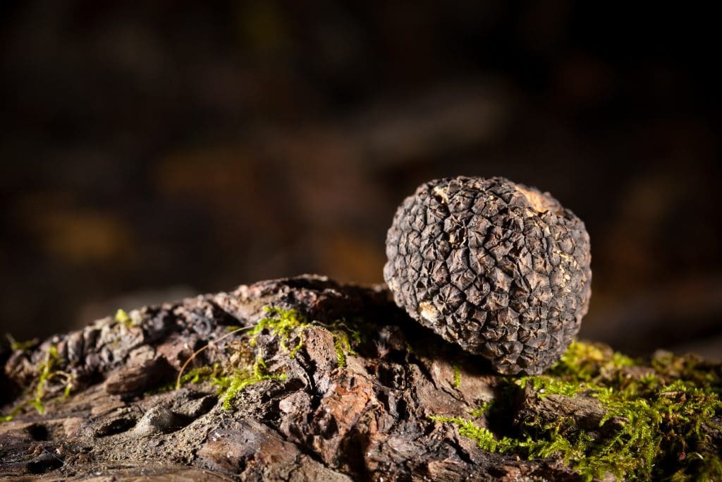 Black truffles tuber on crust