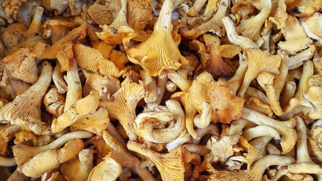 Edible Chanterelle mushrooms close-up, vegetarian food