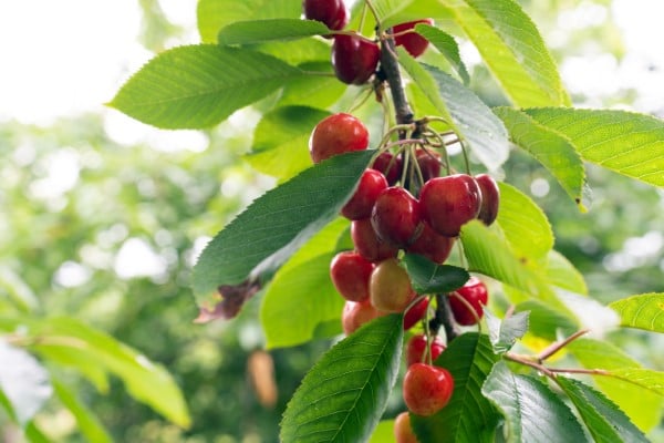 Red and sweet cherries on cherry tree branch in the garden