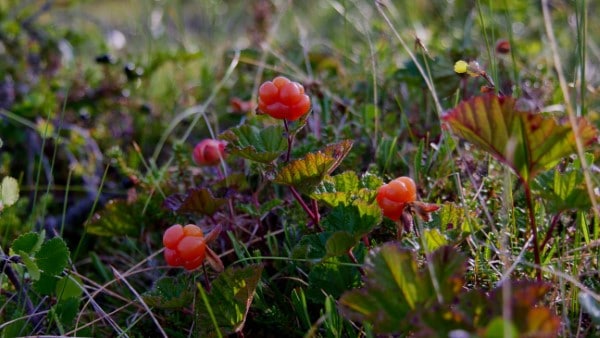 Cloudberry closeup in a fjeld in Swedish Lapland
