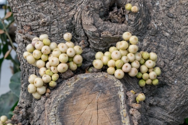 Ficus racemosa fruits grow on tree trunk. ( cluster fig, red river fig or gular )