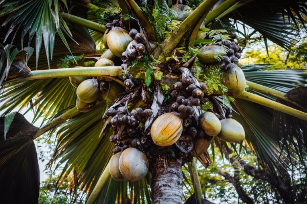 Close up of Lodoicea known as the coco de mer or double coconut. It is endemic to the islands of Praslin and Curieuse in the Seychelles.