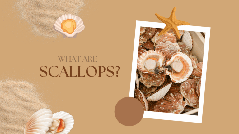 What Are Scallops?
