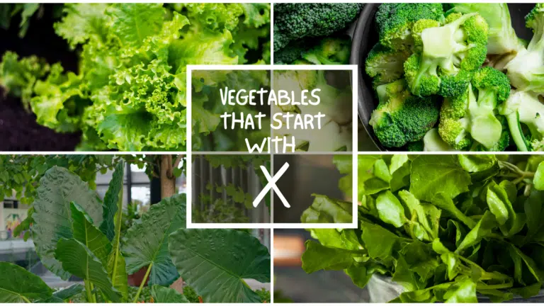 All The Vegetables That Start With X