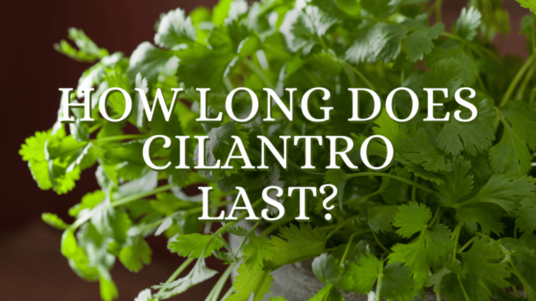 How Long Does Cilantro Last?