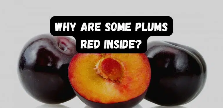 Why Are Some Plums Red Inside?